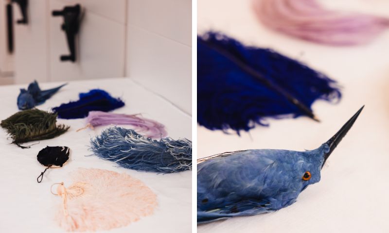 Feathers in the The Frick Pittsburgh collection.