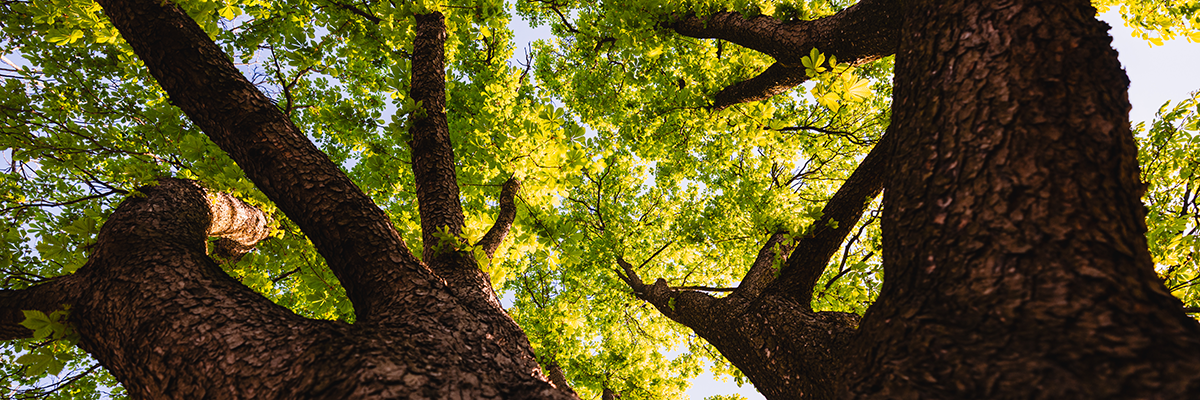 the view looking up into a leafy green tree