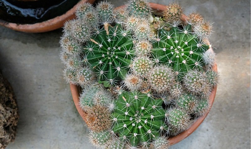 Succulents in the Greenhouse