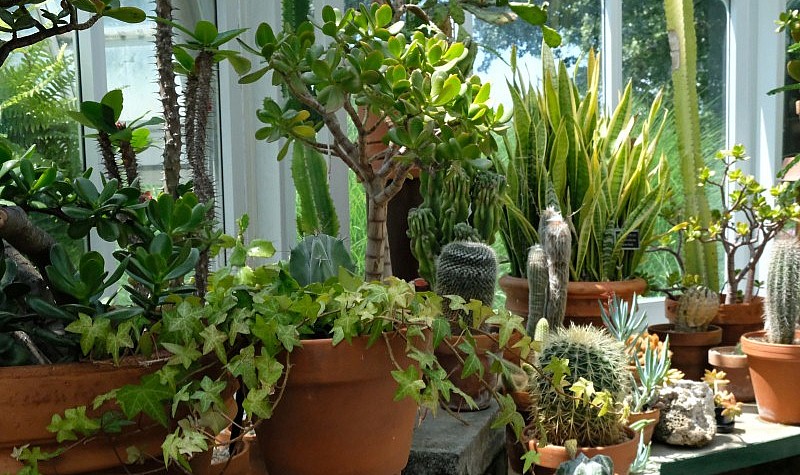 Succulents in the Greenhouse