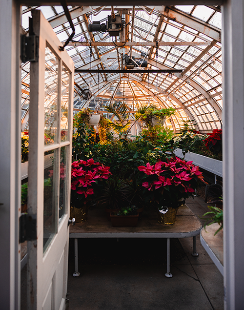 the interior of a greenhouse filled with plants and flowers. golden sunlight streams in through the windows.