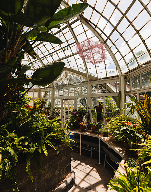 the lush interior of a greenhouse