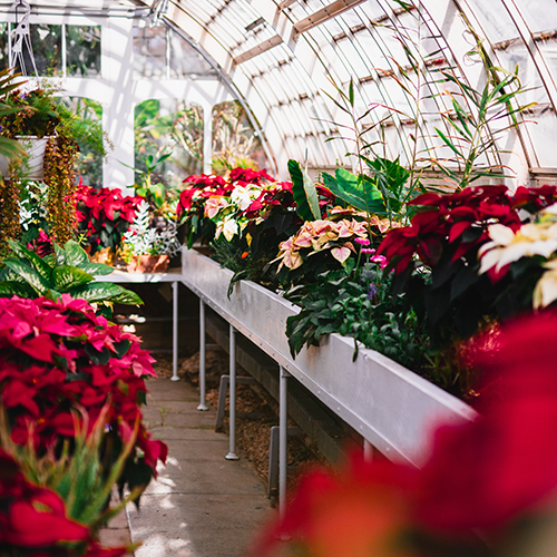 a lush greenhouse scene filled with poinsettias and other greenery