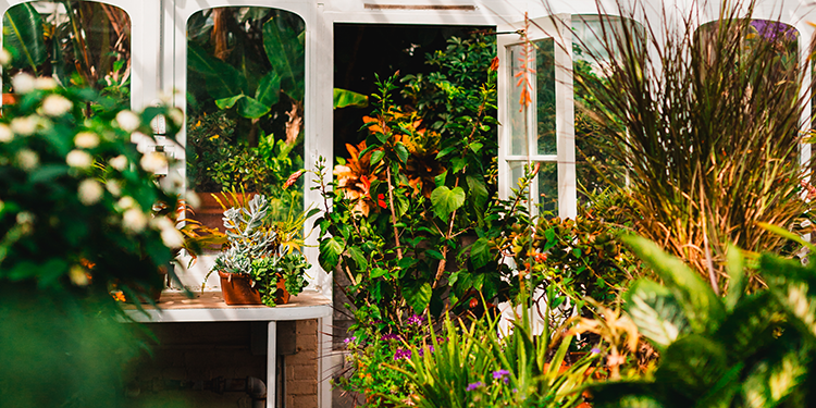 The interior of a greenhouse, filled with lush and colorful plants